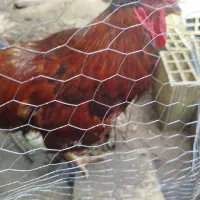 خروس کاکلی