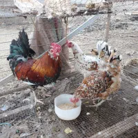 مرغ و خروس گلین|حیوانات مزرعه|دابودشت, |دیوار