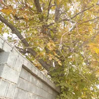 فروش چوب گردو|گل و گیاه طبیعی|سیدان, |دیوار