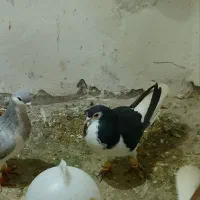 کفتر|پرنده|فیروزه, |دیوار