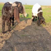 بره و بز|حیوانات مزرعه|سنگدوین, |دیوار