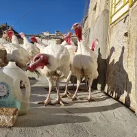 بوقلمون گوشتی