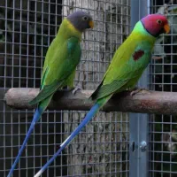 انواع طوطیسانان