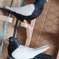 کفتر سینه نروماده 10عدد روهم مقطوع دونه 700
