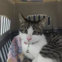 واگذاری گربه DSH 8 ماهه