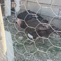 بوقلمون تخم گذار