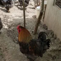 تخم نطفه دار نژاد برهما((بلک و بلو پاتریج))