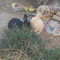 خرگوش فروشی