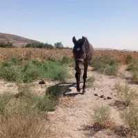 کره اسب یرقه|حیوانات مزرعه|مشهد, حرم مطهر رضوی|دیوار