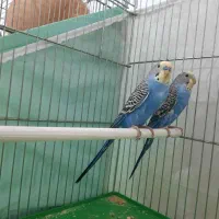 مرغ عشق ،قفس،لانه،کوزه|پرنده|شاهرود, |دیوار