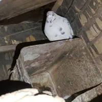 ۶ تا کفتر مسافتی و تهرونی همه با هم فروش فوری|پرنده|اصفهان, حصه شمالی|دیوار