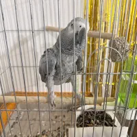 کاسکو|پرنده|بندرعباس, |دیوار