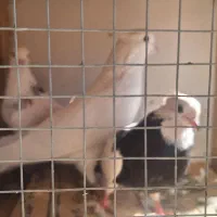 سه عدد کفتر نر ماده دوتا طوقی|پرنده|نورآباد, |دیوار