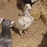 کبوتر هفت رنگ ماده|پرنده|اسفرورین, |دیوار