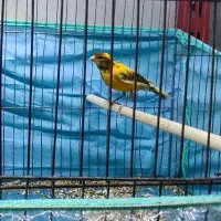 فروش قناری نر مست
