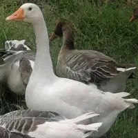 غاز محلی 5 ماهه ارگانیک