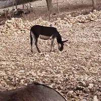 فروش الاغ|حیوانات مزرعه|دهدشت, |دیوار