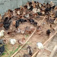 جوجه گلپایگان درجه یک(اصلاح نژادشده)