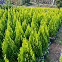 کامیس نوکدار یاس هلندی|خدمات باغبانی و درختکاری|تنکابن, |دیوار