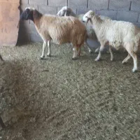 ۳عددمیش دوتا ازشون مای کرد درج یک داشتی