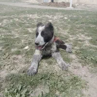 سلام یک توله سگ