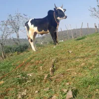 ورزا کوله چالوسی