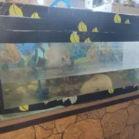 آکواریوم معاوضه