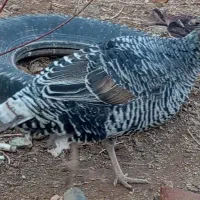 بوقلمون|حیوانات مزرعه|نیشابور, خط کاشمر|دیوار