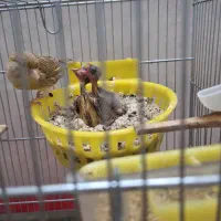 قناری جفت با جوجه و تخم مولد اصل