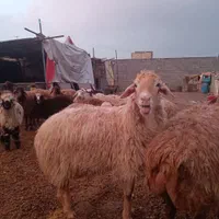 دام زنده حسینی گوسفندپرواری
