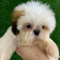 سگ های آپارتمانی|سگ|رشت, لاکانی|دیوار