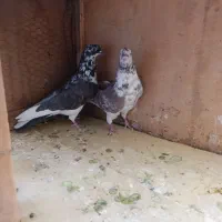 کبوتر|پرنده|قم, علی آباد|دیوار