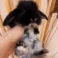 خرگوش لوپ مینیاتوری تعداد و تک|موش و خرگوش|تهران, آرژانتین|دیوار