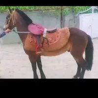 نریان ۸ سال