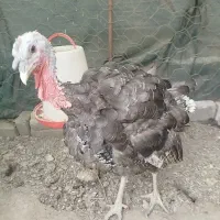 بوقلمون۲ساله