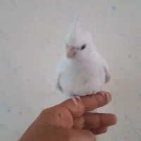 جوجه عروس|پرنده|دزفول, |دیوار