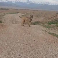 سَگ|سگ|چناران, |دیوار