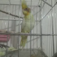 عروس هلندی