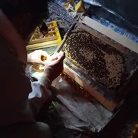 ژل رویال ایرانی  شاه انگبین ، Royal jelly|خوردنی و آشامیدنی|قم, سراجه (۱۵ خرداد)|دیوار