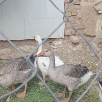 جوجه غاز