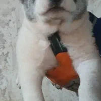 آلابای اصیل فی فقط سه و نیم