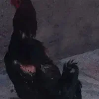 باسلام یک عدد خروس لاری یک ساله جوان به فروش میرسد