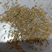 زیره سبز  امسالی