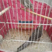 عروس هلندی ماده