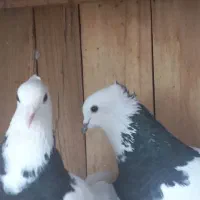 یک جفت طوقی مشکی کاکلی پرپا