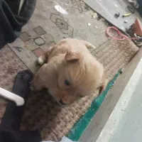 سگ‌پاکوتاه‌توله۵ماهه