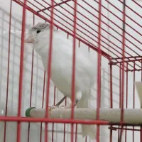 قناری نر کاکلی