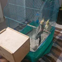 یک جفت عروس هلندی با قفس|پرنده|رشت, بلوار گیلان|دیوار