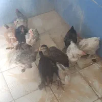 جوجه دیلگونی اصل همه پاپر وپا بلند