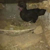 ۱عدد مرغ تازه به تخم ۱عدد خروس جوان ۲عدد مرغ محلی|حیوانات مزرعه|مشهد, سجادیه|دیوار